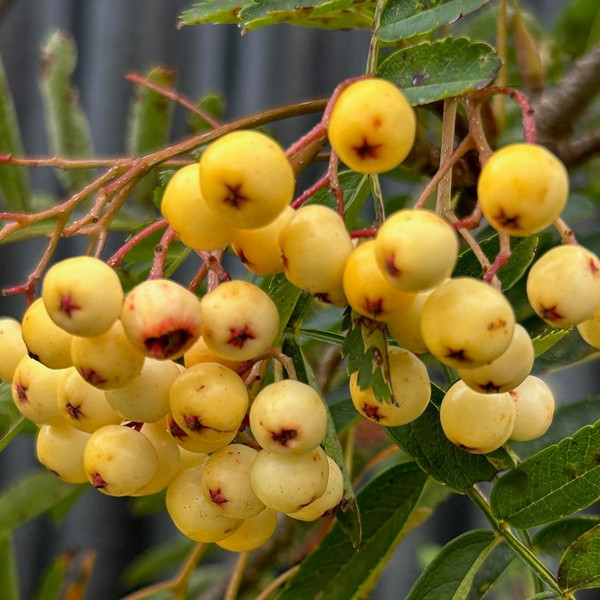 Sorbus 'Joseph Rock'
