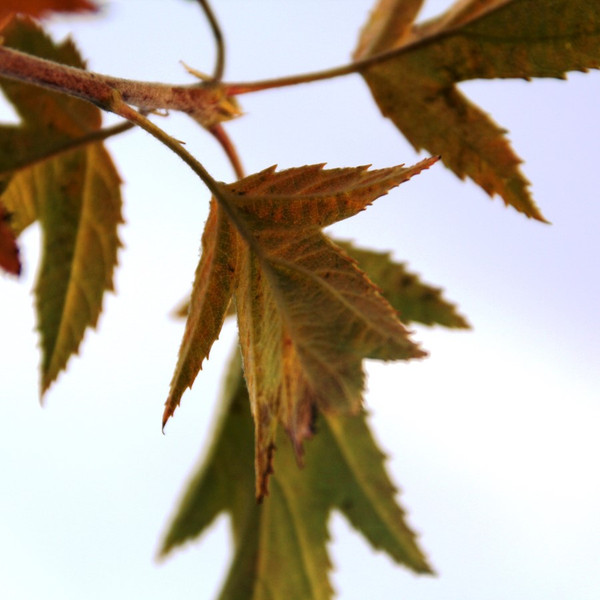Sorbus torminalis