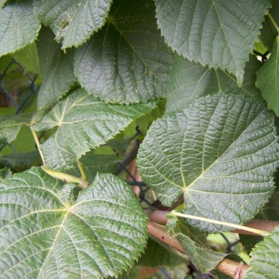 Tilia platyphyllos