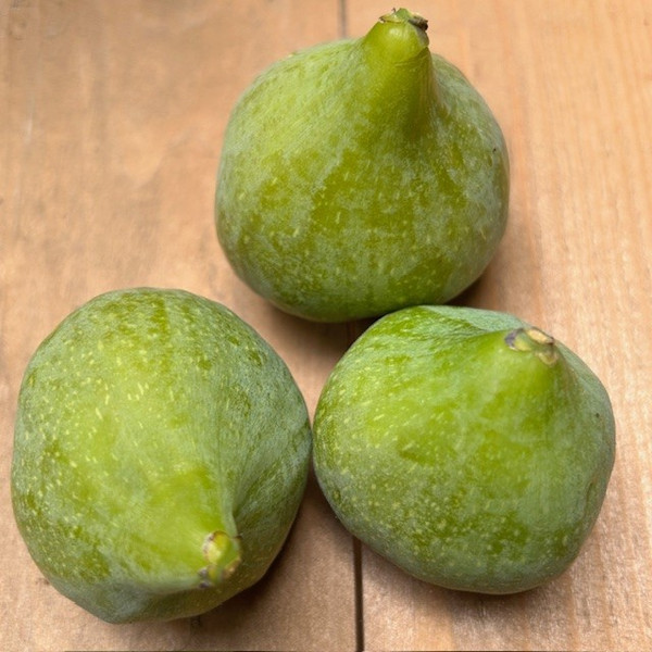 (Ficus) Fig Desert King