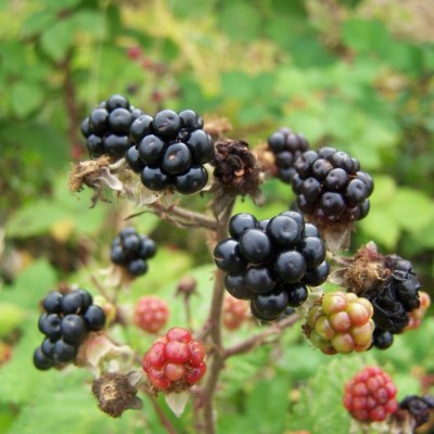 (Rubus) Blackberry Himalayan Giant