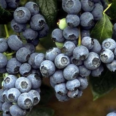 (Vaccinium) Blueberry Duke