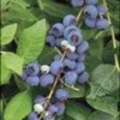 (Vaccinium) Blueberry Northland