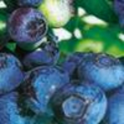 (Vaccinium) Blueberry Patriot