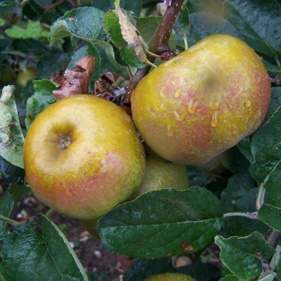 Apple - Acklam Russet