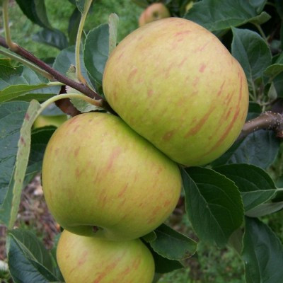 Apple - Bountiful