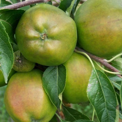 Apple - Cornish Gilliflower