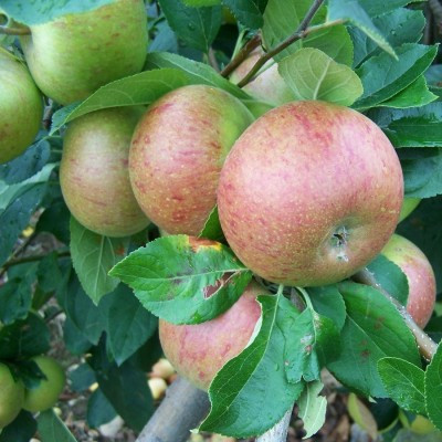 Apple - Coronation