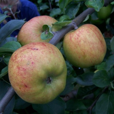 Apple - Lady Henniker