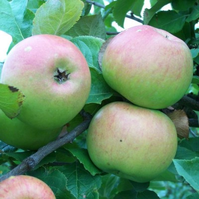 Apple - Newton Wonder