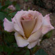 Rosa 'Stephen Rulo'- buy roses online from RV Roger Ltd