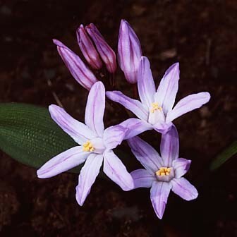 Chionodoxa