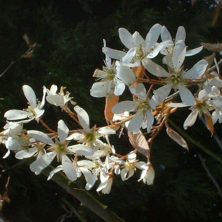 Amelanchier