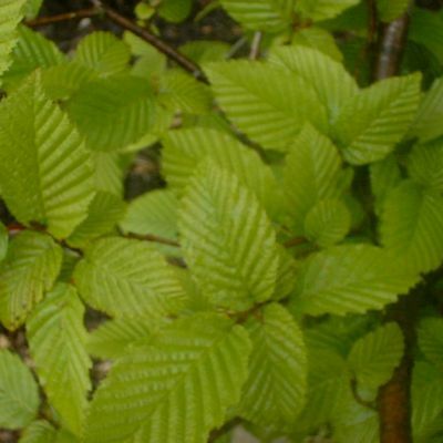 Carpinus betulus