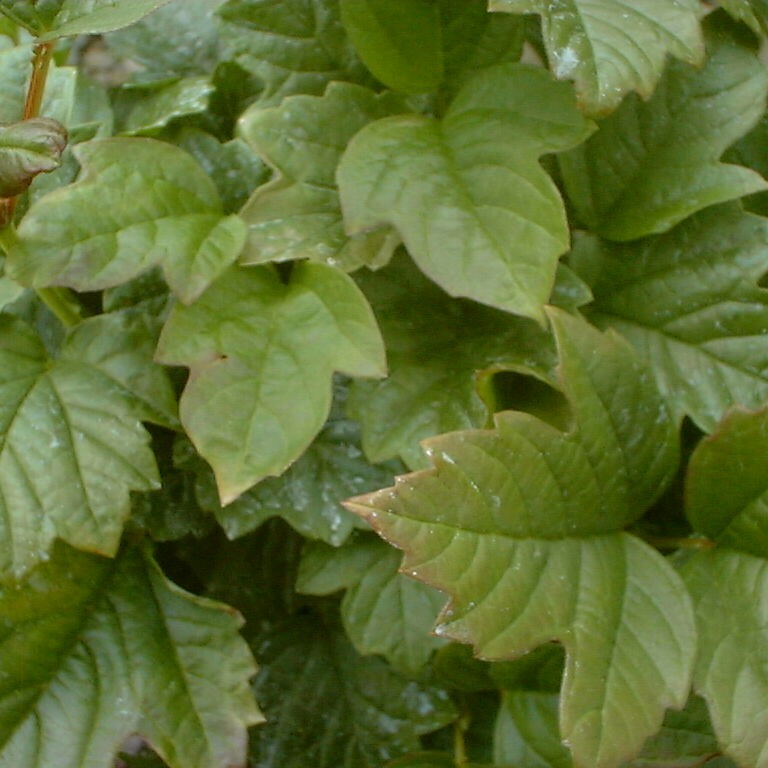 Viburnum opulus