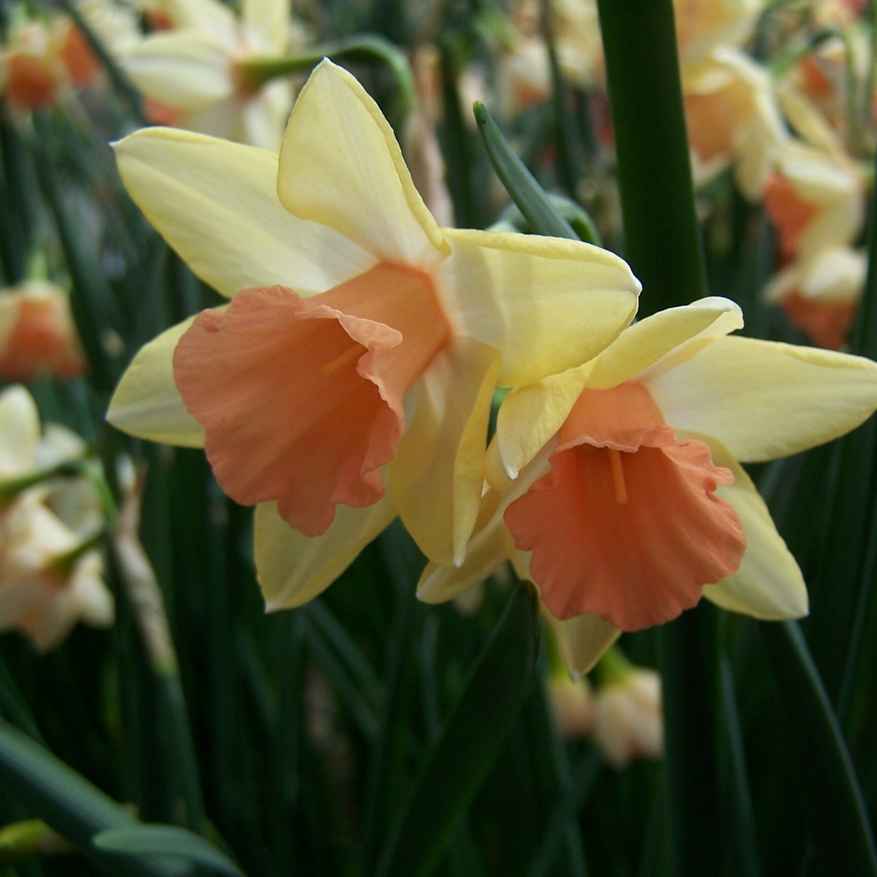 Division 7 - Jonquilla Narcissus