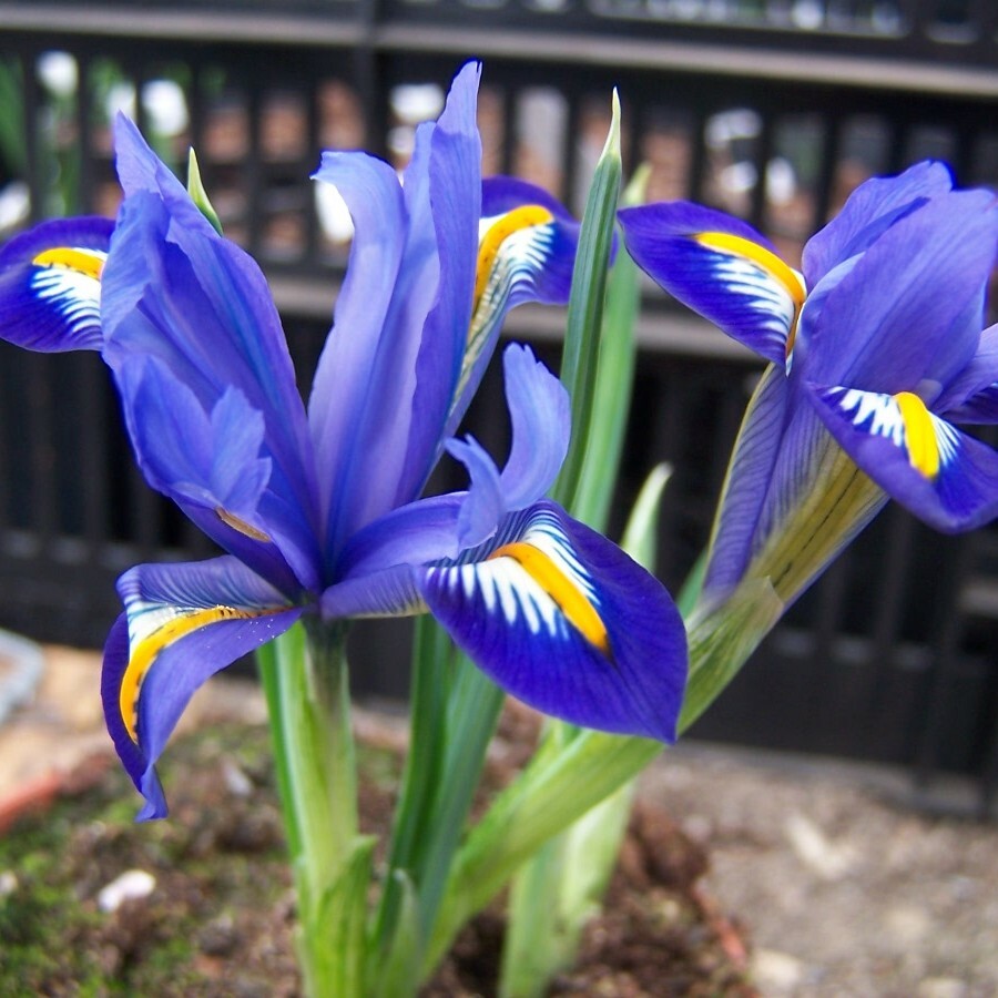 Frozen Planet Iris Reticulata, Order Iris Bulbs online