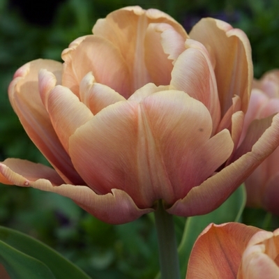 Division 2 - Double Early Tulips