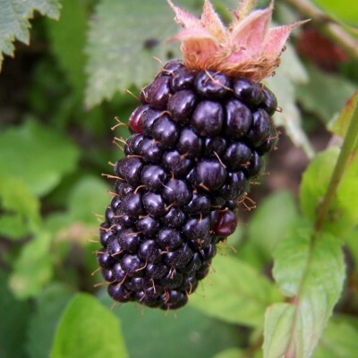 Blackberry