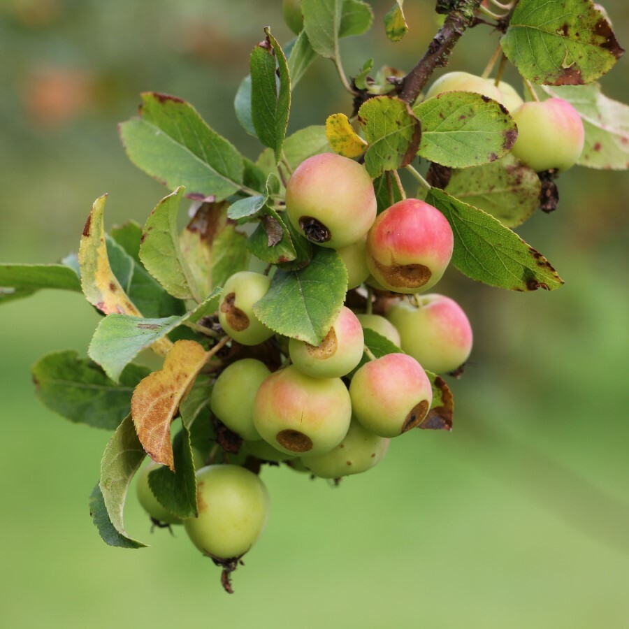 Malus