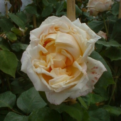 The Sweet Southern Noisette Rose