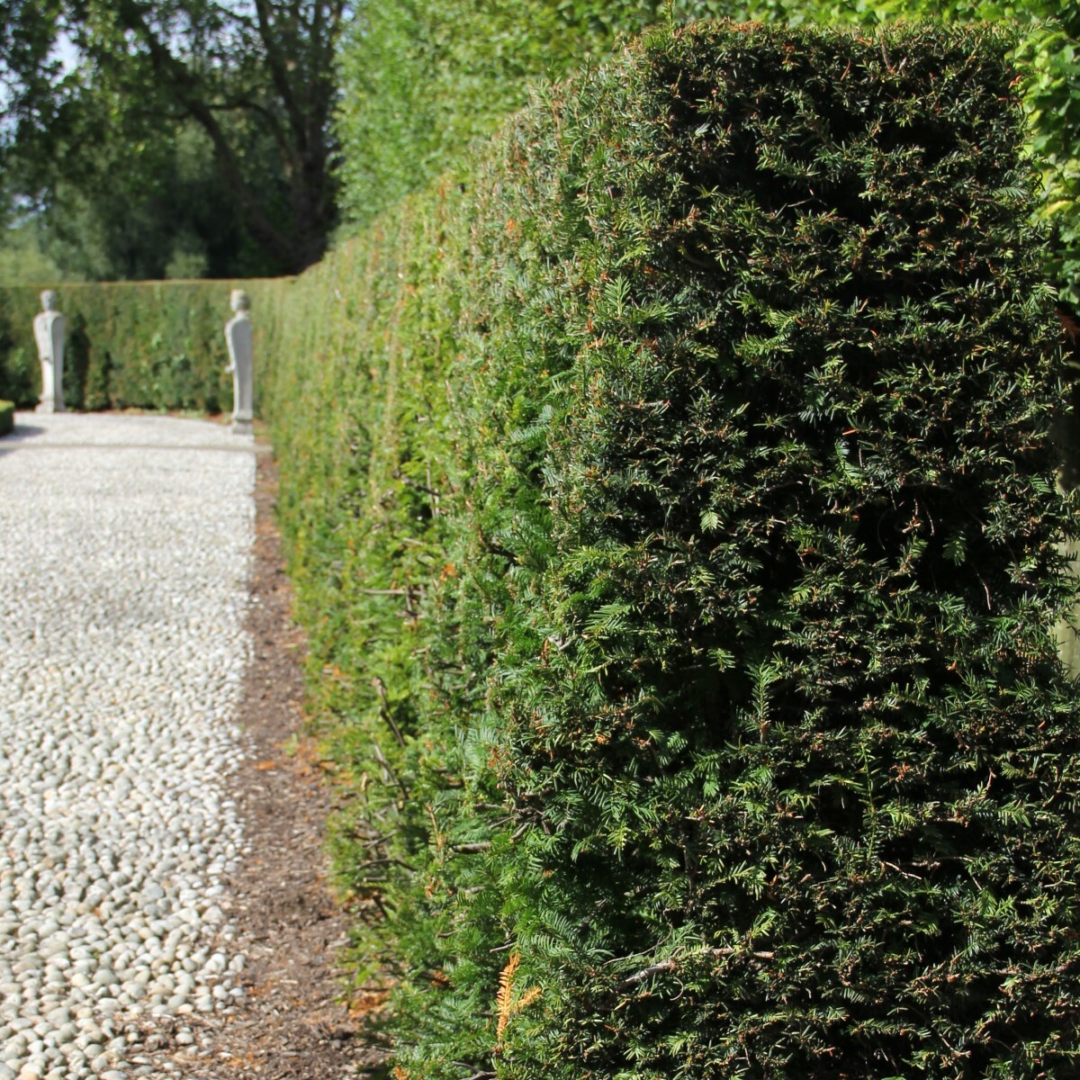 Evergreen hedging plants