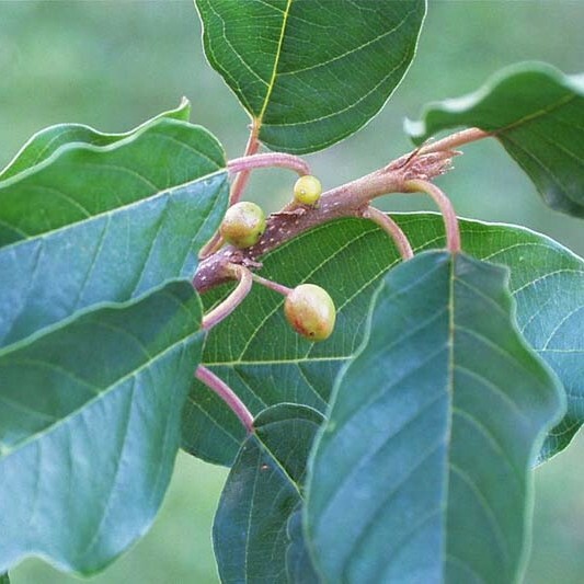 Rhamnus frangula