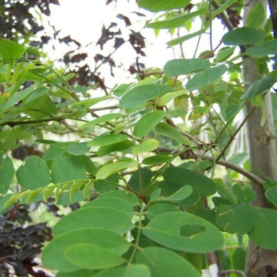 Robinia