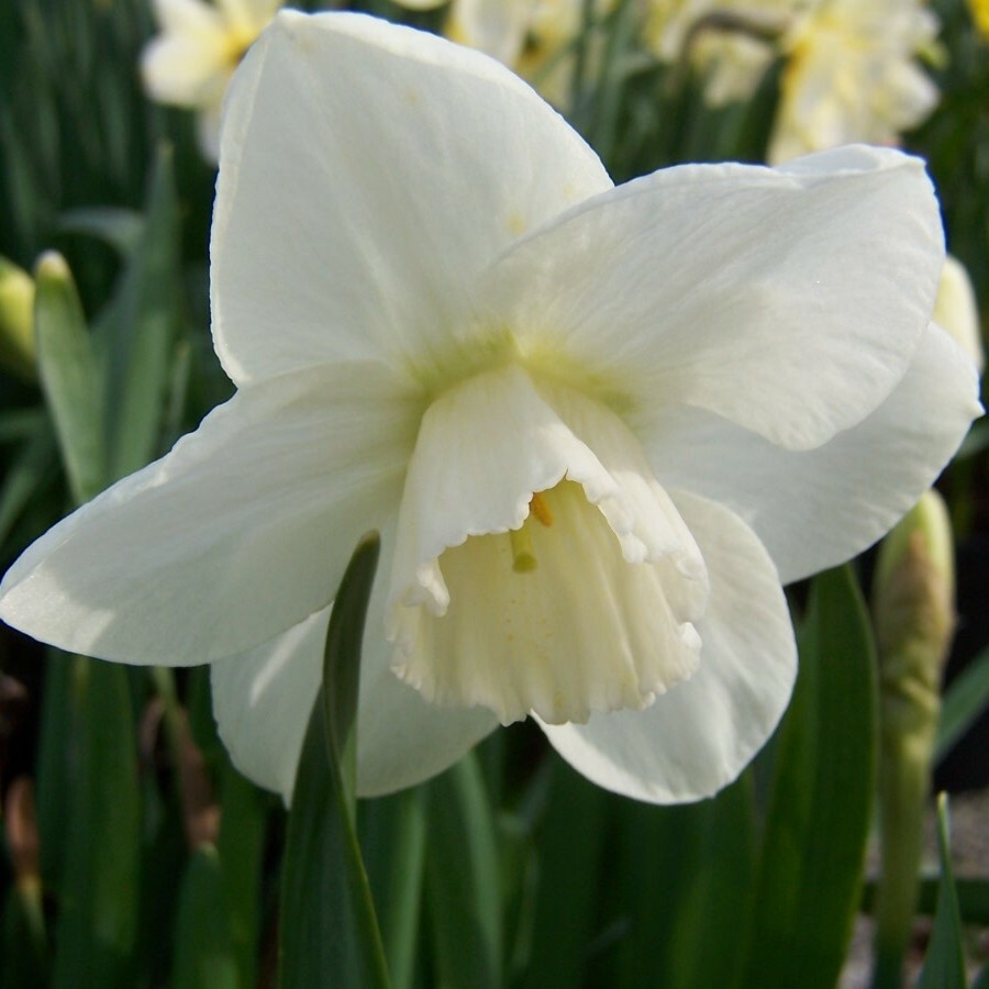 Division 3 - Small-cupped Narcissus