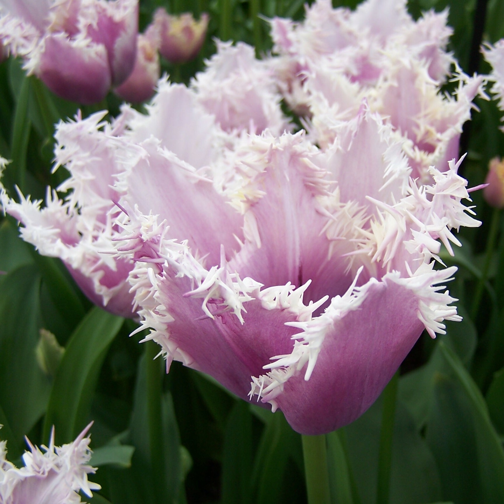 Division 7 - Fringed Tulips