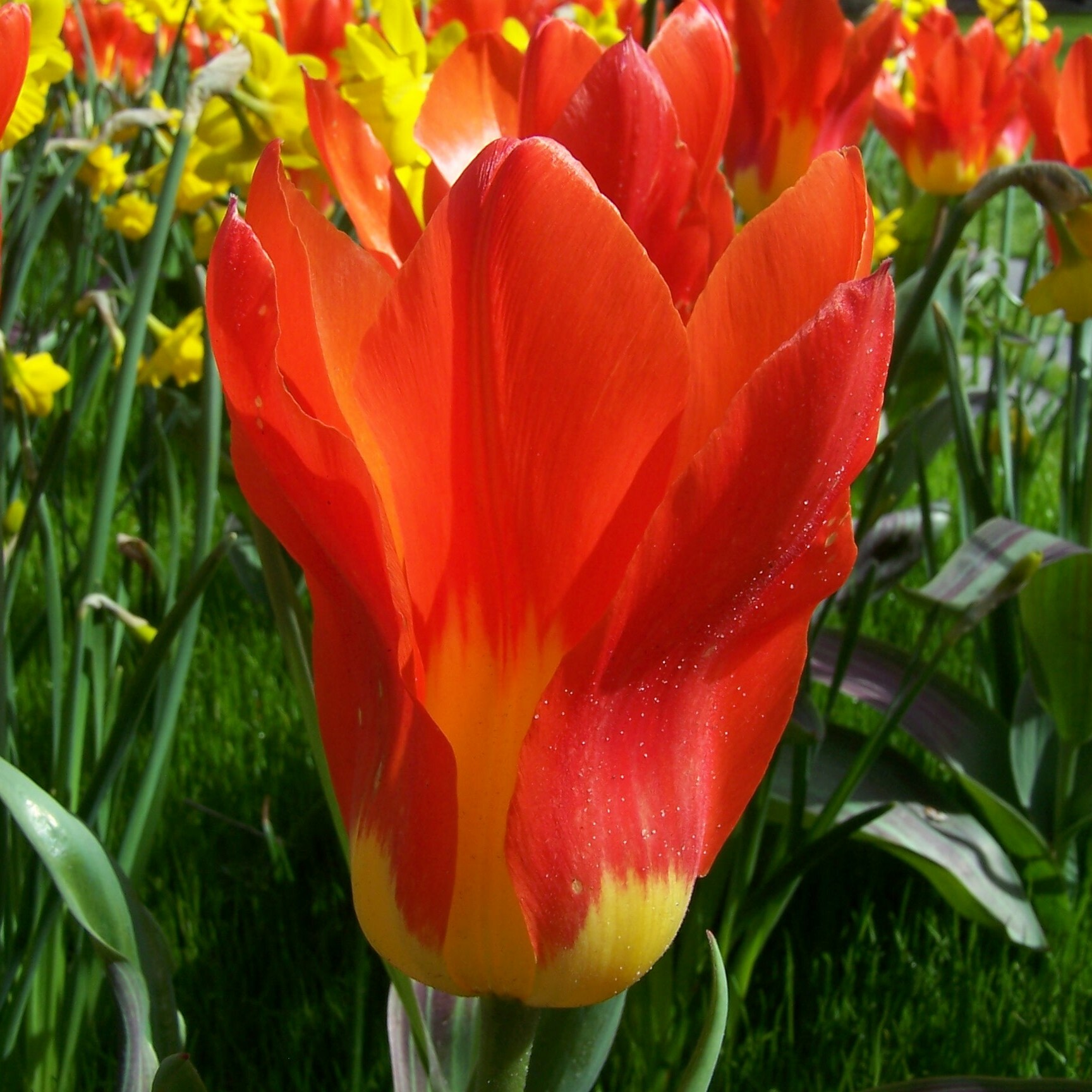 Division 13 - Fosteriana Tulips