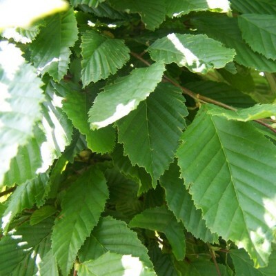 Carpinus