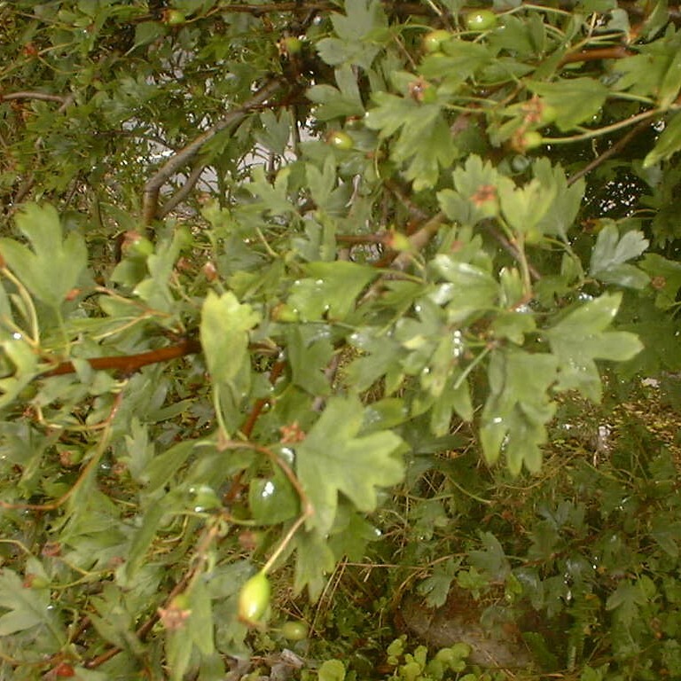 Crataegus monogyna