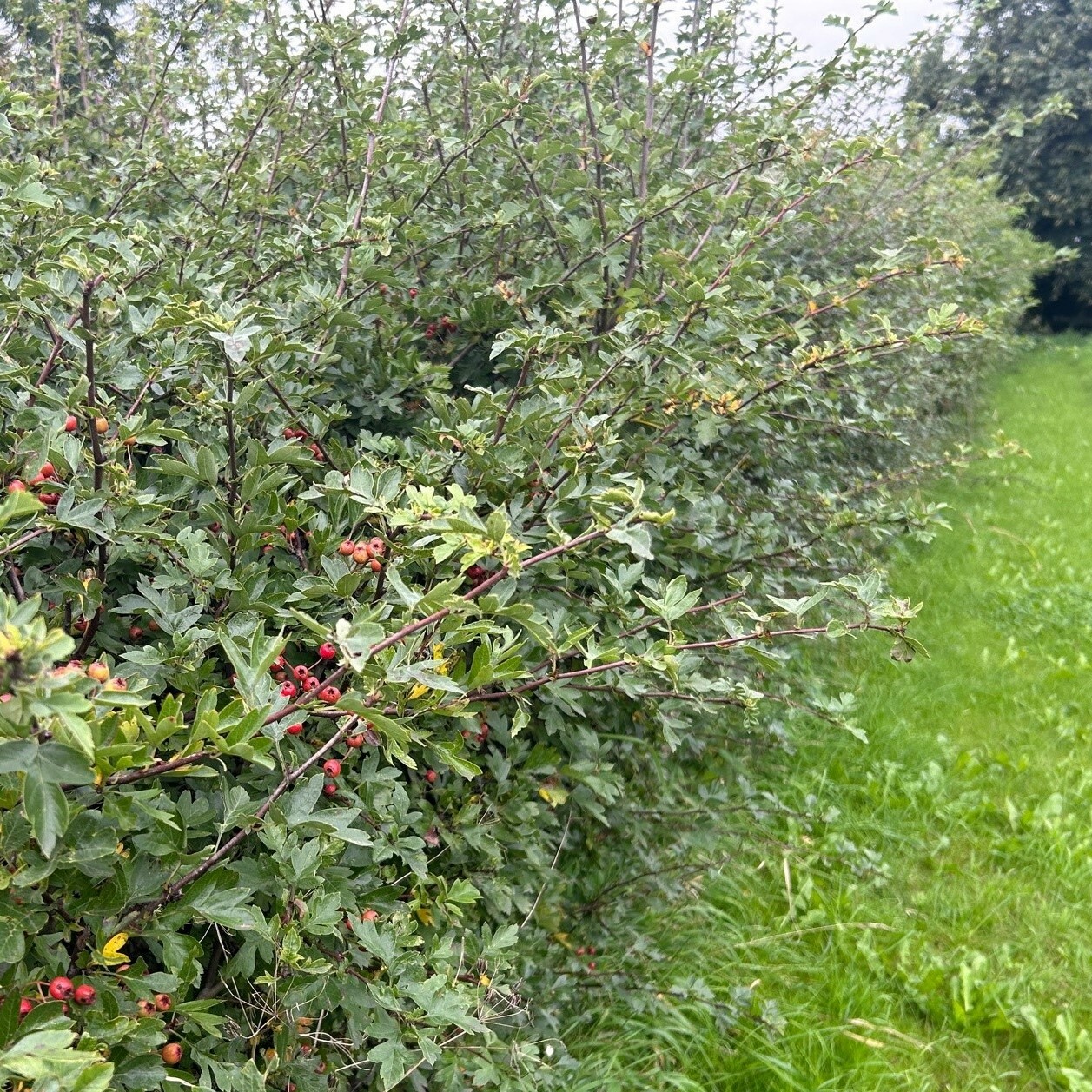 Hedging plants by common name