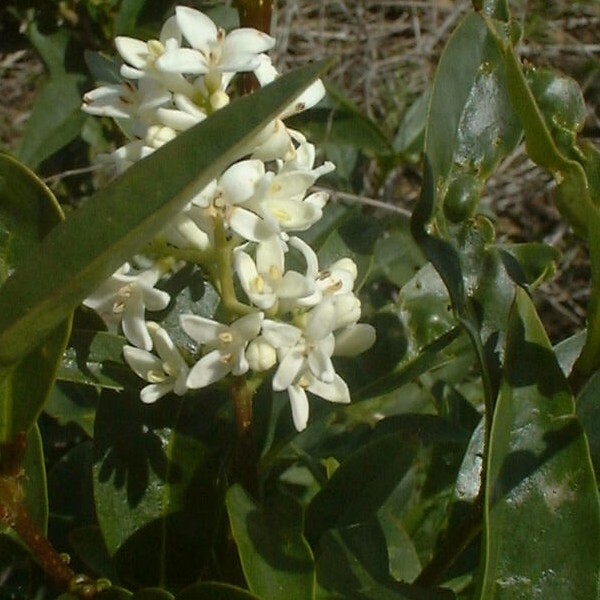 Privet, Common