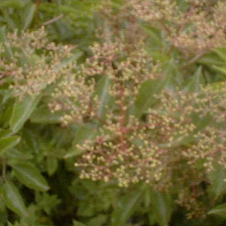 Sambucus nigra