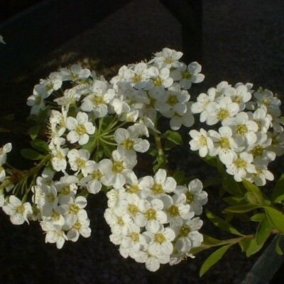 Spiraea