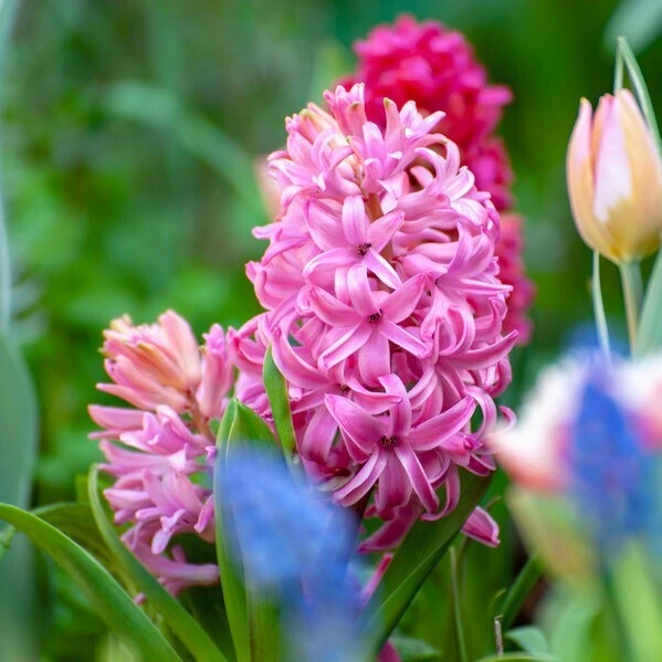 Bulbs