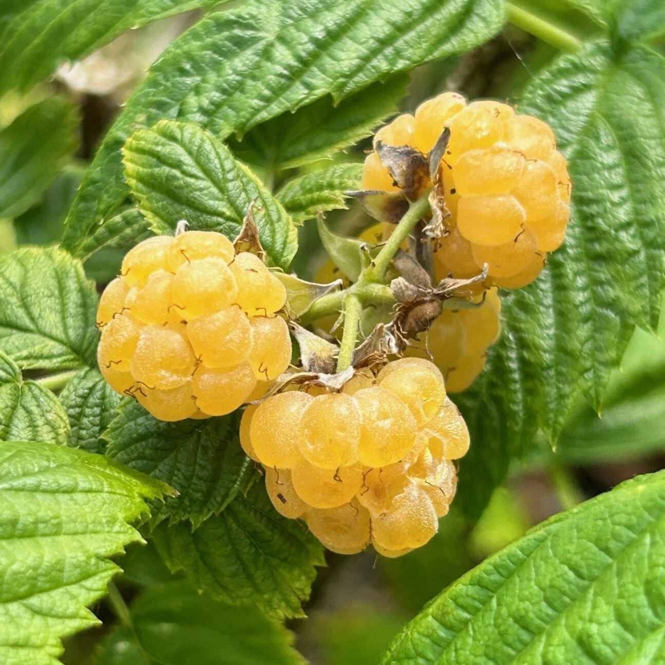 Soft Fruit