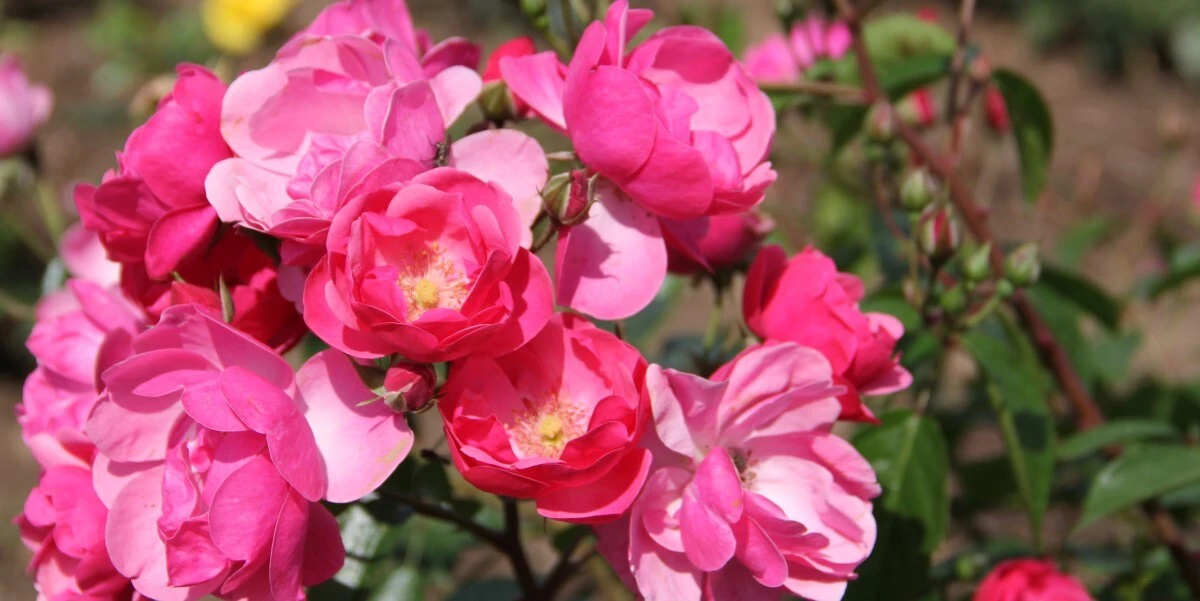 Roses