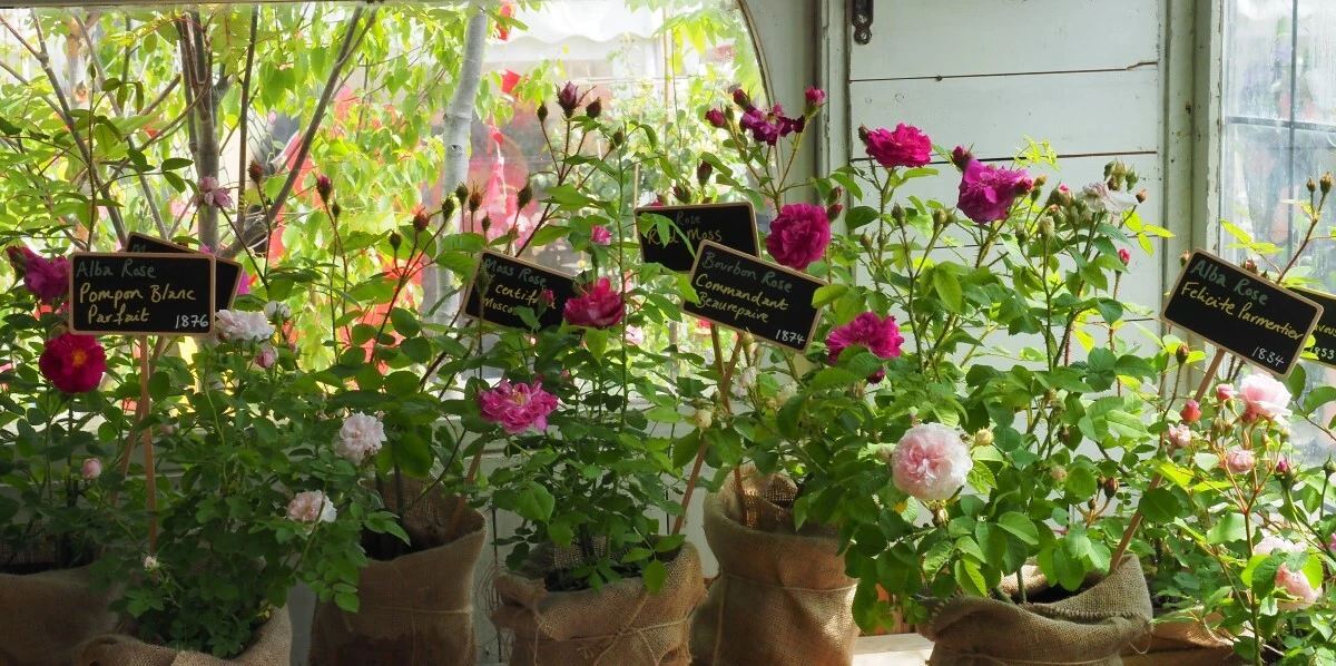 Roses