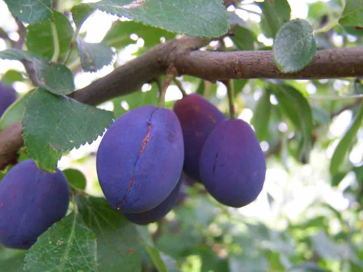 Top Fruit