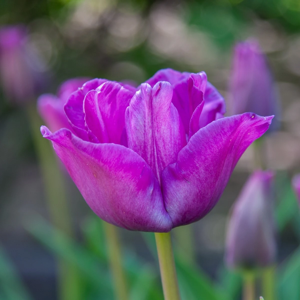 Bulbs