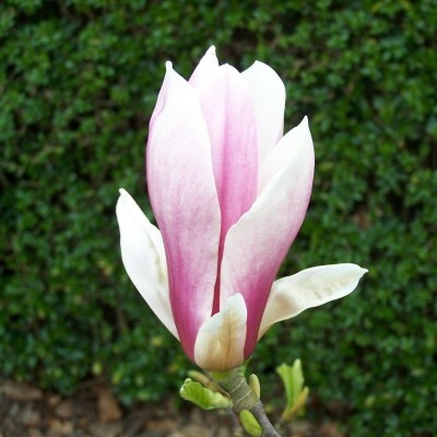 Magnolia