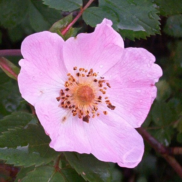 Rosa canina