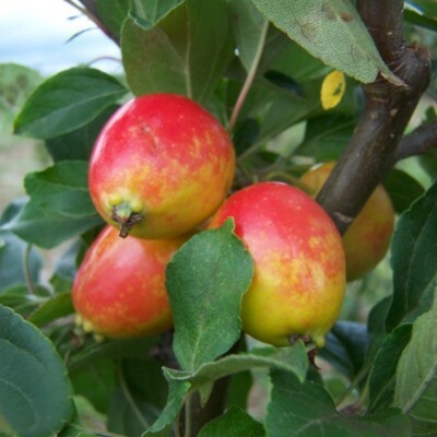 Crab Apple