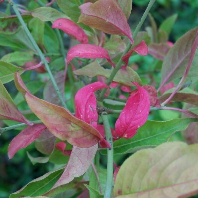 Euonymus europaeus