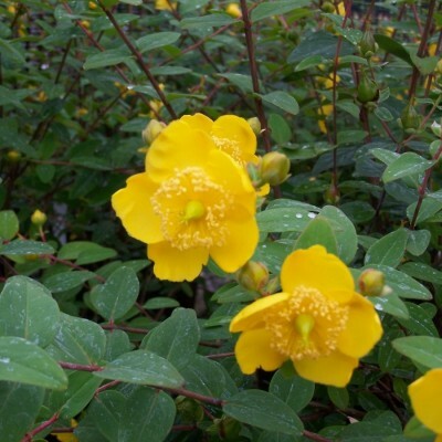 Hypericum