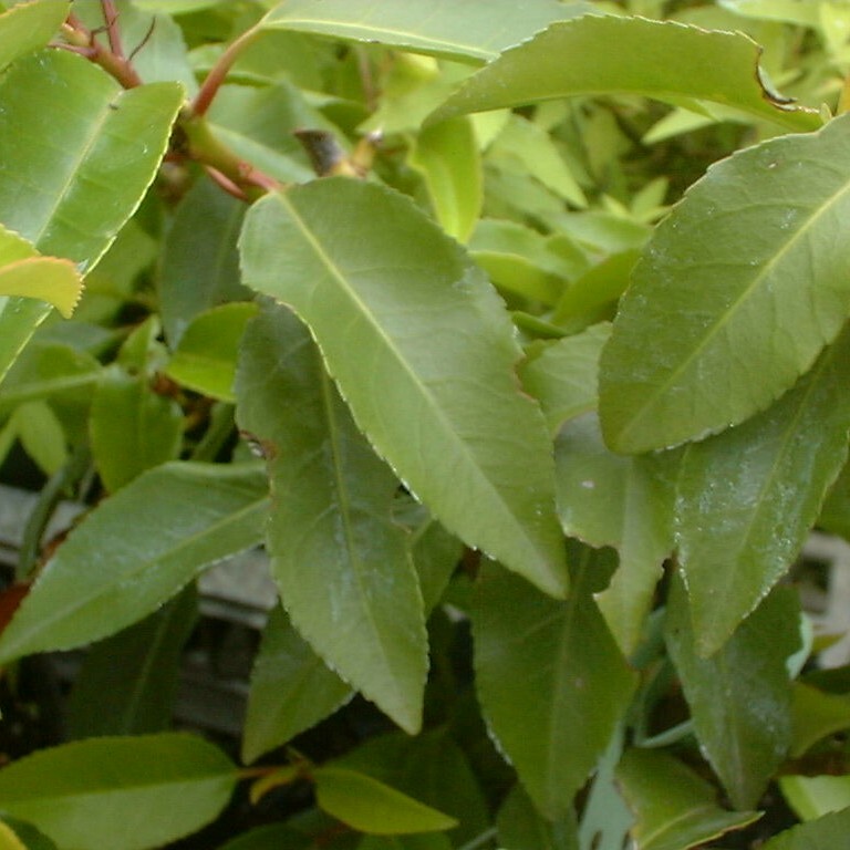 Laurel, Portugese