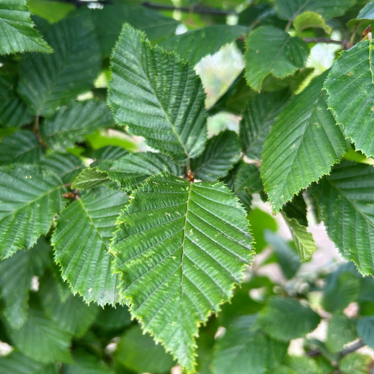 Hedging plants by latin name